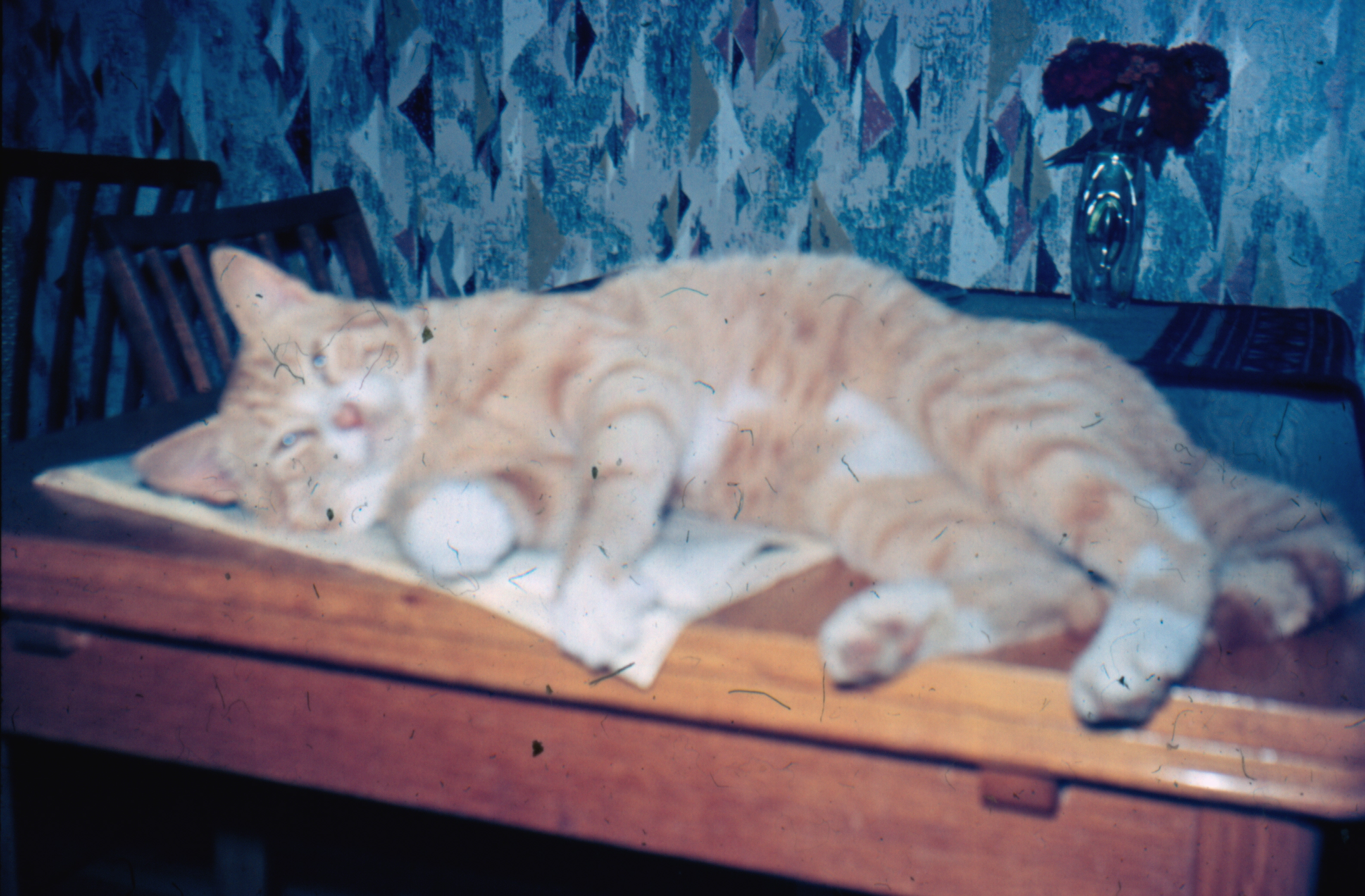 K�bmandens r�de kat som blev skudt af naboen